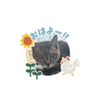 キジトラさくら②（個別スタンプ：10）