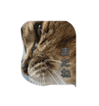 キジトラさくら②（個別スタンプ：13）