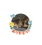 キジトラさくら③（個別スタンプ：3）