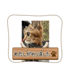 キジトラさくら③（個別スタンプ：8）