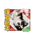 ロングコートチワワ虎之助2（個別スタンプ：9）