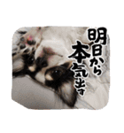 ロングコートチワワ虎之助2（個別スタンプ：10）