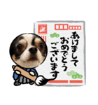 ロングコートチワワ虎之助2（個別スタンプ：14）