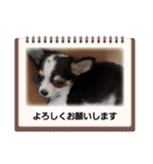 ロングコートチワワ虎之助2（個別スタンプ：17）