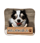 ロングコートチワワ虎之助2（個別スタンプ：18）