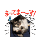 ロングコートチワワ虎之助2（個別スタンプ：21）