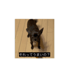 うごくよ！宇宙人のネコ（犬）（個別スタンプ：13）