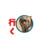 CAT_NUTs2/動く猫（個別スタンプ：1）