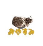 CAT_NUTs2/動く猫（個別スタンプ：4）