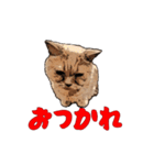 CAT_NUTs2/動く猫（個別スタンプ：7）