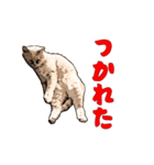 CAT_NUTs2/動く猫（個別スタンプ：9）