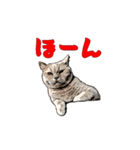 CAT_NUTs2/動く猫（個別スタンプ：12）