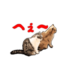 CAT_NUTs2/動く猫（個別スタンプ：14）