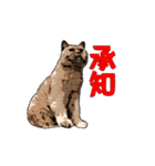 CAT_NUTs2/動く猫（個別スタンプ：15）