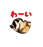 CAT_NUTs2/動く猫（個別スタンプ：16）