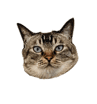 3匹暮らしの猫（稀に犬）（個別スタンプ：1）