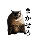 3匹暮らしの猫（稀に犬）（個別スタンプ：5）