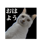 3匹暮らしの猫（稀に犬）（個別スタンプ：6）