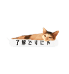 3匹暮らしの猫（稀に犬）（個別スタンプ：7）