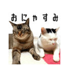 3匹暮らしの猫（稀に犬）（個別スタンプ：8）