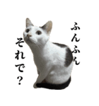 3匹暮らしの猫（稀に犬）（個別スタンプ：9）