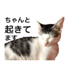 3匹暮らしの猫（稀に犬）（個別スタンプ：10）