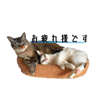 3匹暮らしの猫（稀に犬）（個別スタンプ：11）