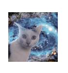3匹暮らしの猫（稀に犬）（個別スタンプ：12）