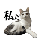 3匹暮らしの猫（稀に犬）（個別スタンプ：13）