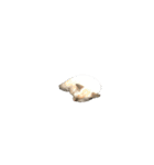 3匹暮らしの猫（稀に犬）（個別スタンプ：14）