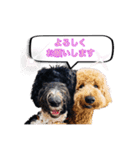 オデカーズ（個別スタンプ：16）