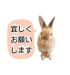 敬語も使い分けれるネザーのモコ（個別スタンプ：5）