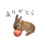 敬語も使い分けれるネザーのモコ（個別スタンプ：14）