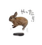 敬語も使い分けれるネザーのモコ（個別スタンプ：15）