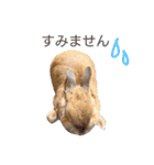 敬語も使い分けれるネザーのモコ（個別スタンプ：17）