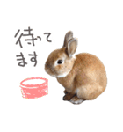 敬語も使い分けれるネザーのモコ（個別スタンプ：24）