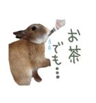 敬語も使い分けれるネザーのモコ（個別スタンプ：25）