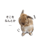 敬語も使い分けれるネザーのモコ（個別スタンプ：27）