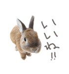 敬語も使い分けれるネザーのモコ（個別スタンプ：28）
