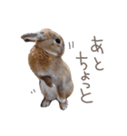 敬語も使い分けれるネザーのモコ（個別スタンプ：29）