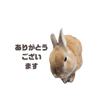 敬語も使い分けれるネザーのモコ（個別スタンプ：37）