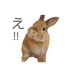 敬語も使い分けれるネザーのモコ（個別スタンプ：39）