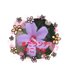 お花可愛い気軽にお喋り出来るスタンプ（個別スタンプ：14）