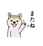 柴犬のあずきさん（個別スタンプ：7）