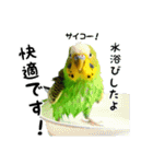 セキセイインコのスタンプ4（個別スタンプ：30）