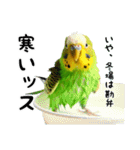 セキセイインコのスタンプ4（個別スタンプ：33）