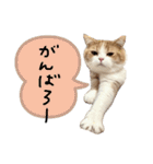 ましゅスタ②（個別スタンプ：2）