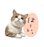 ましゅスタ②（個別スタンプ：4）