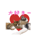 実家の猫様ジジ、ほっぴ、ちっぴのスタンプ（個別スタンプ：7）