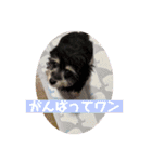 ♡仲良しANIMAL兄妹♡（個別スタンプ：13）